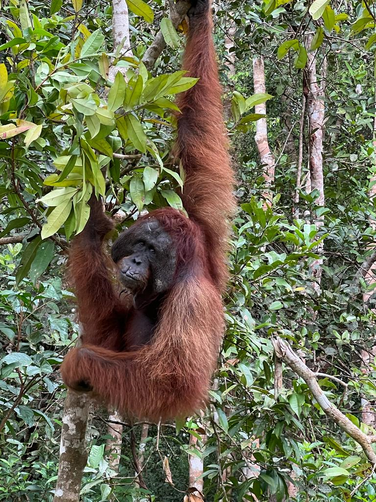 Borneo Orangutan